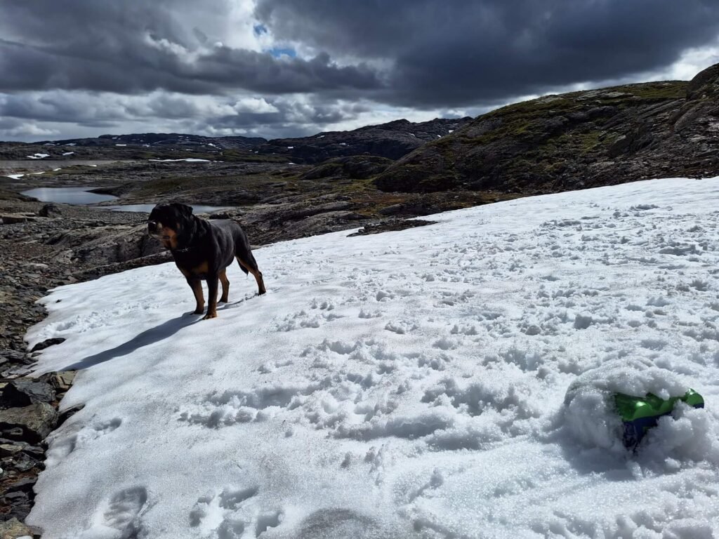 bier koelen in de sneeuw