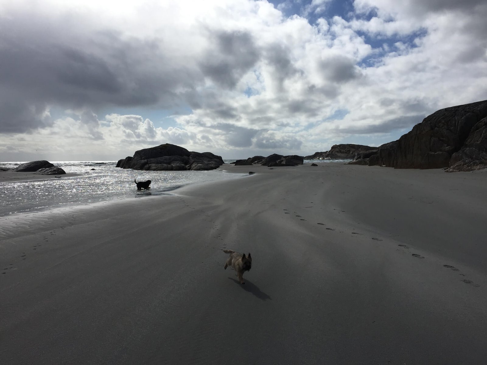 honden op het strand met rotsen