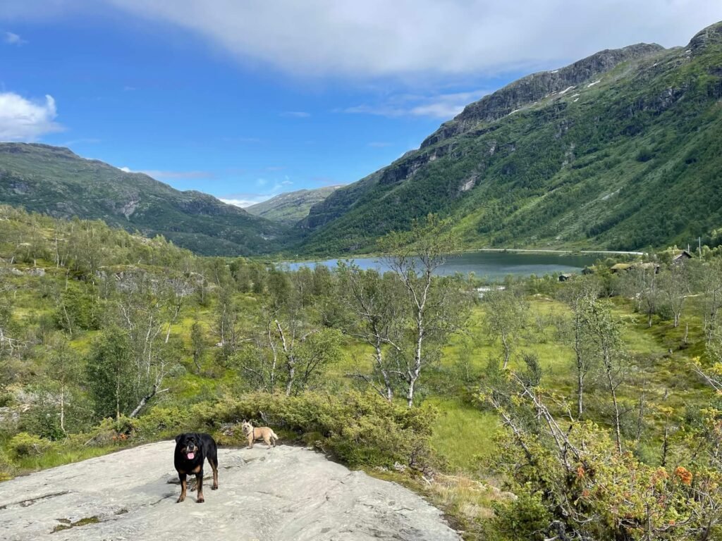 honden vinden hiken ook leuk