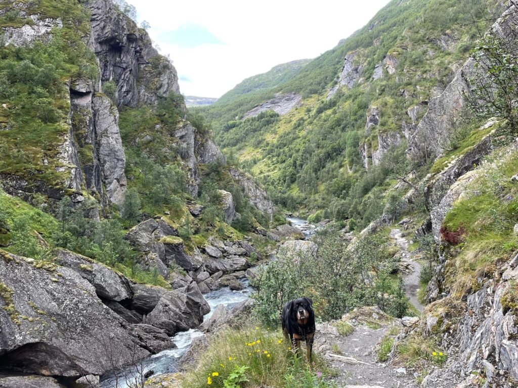 rottweiler hiken osterbo