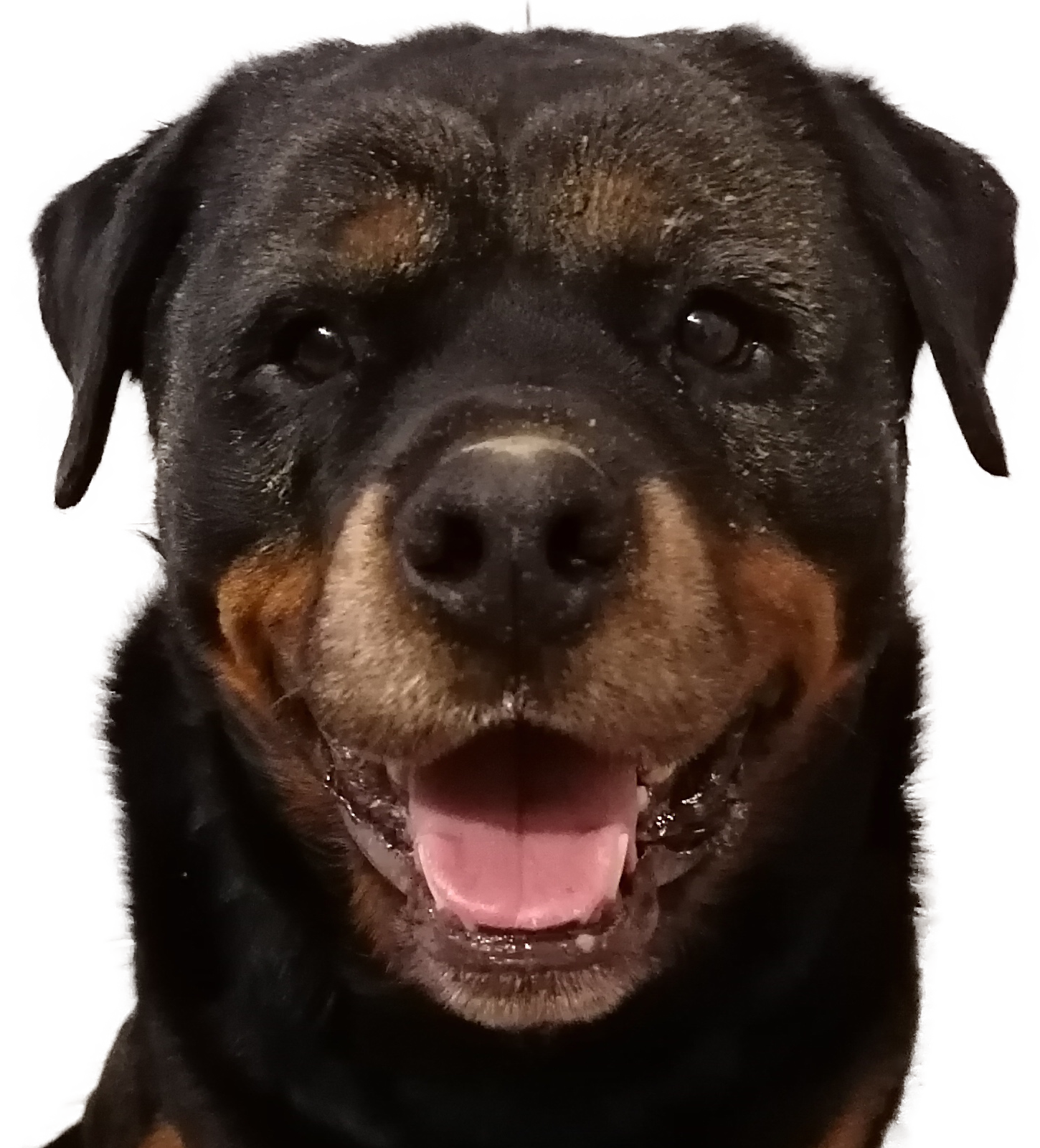 rottweiler onder het zand