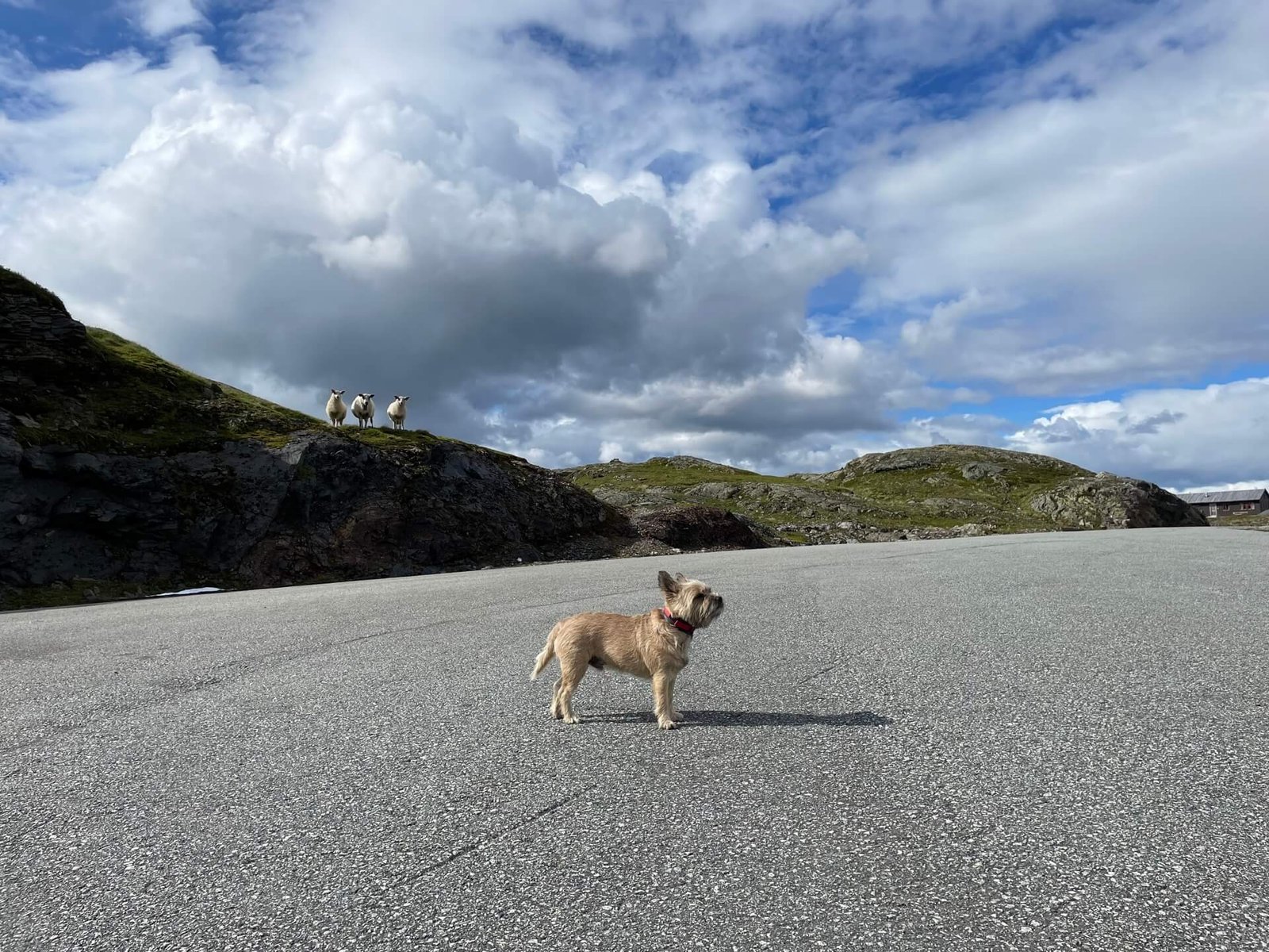 schapen houden hond in de gaten