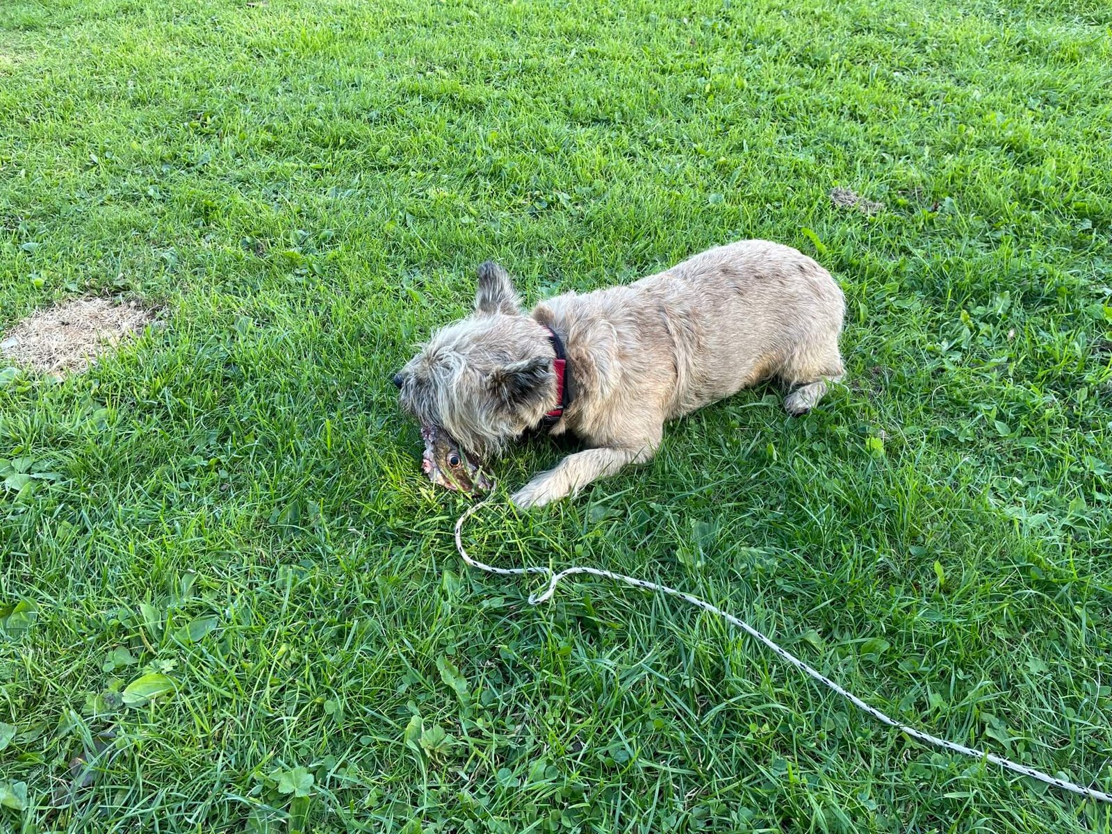 cairn terrier met vissenkop