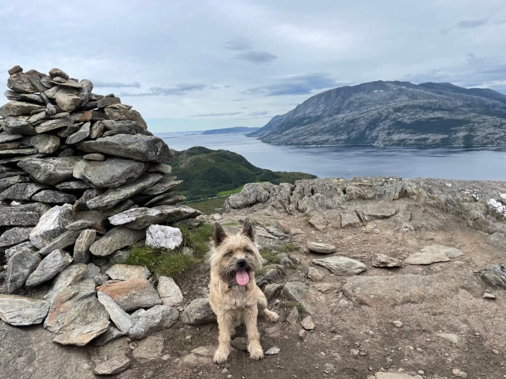 cairn terrier op de top