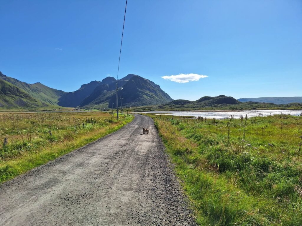 hond uitlaten op sandoja
