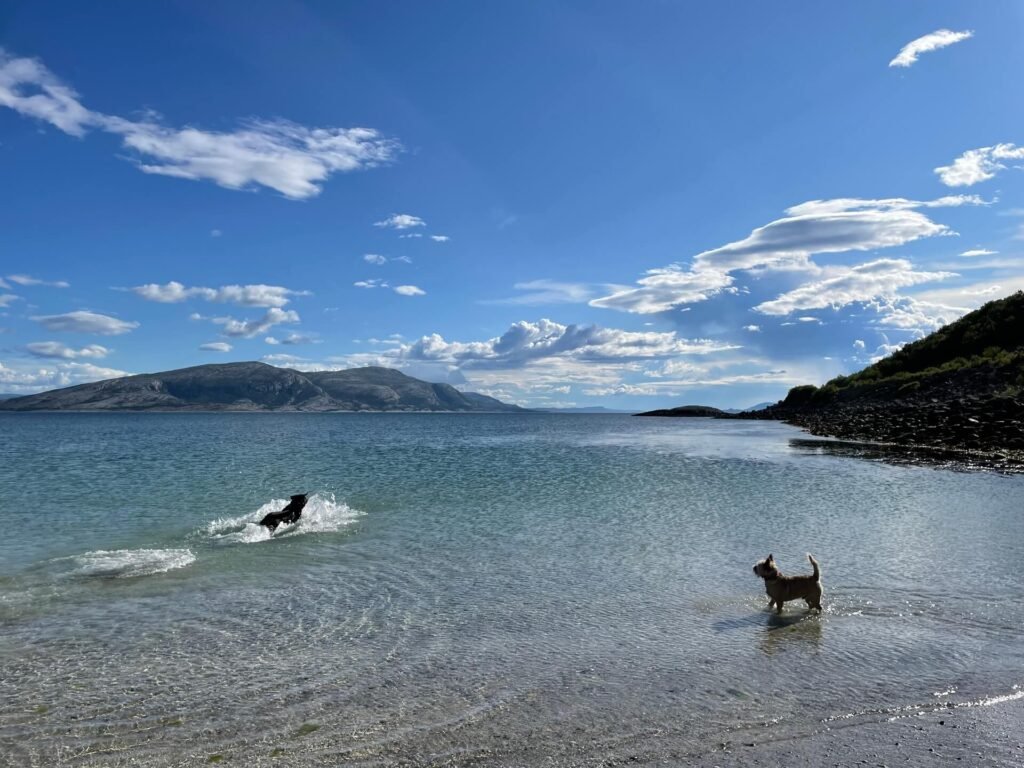 honden in de noorse zee