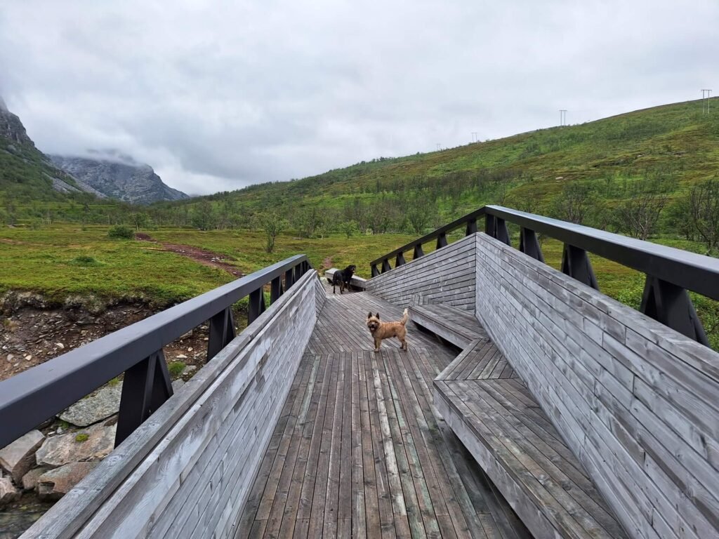 honden scenic route havoysund