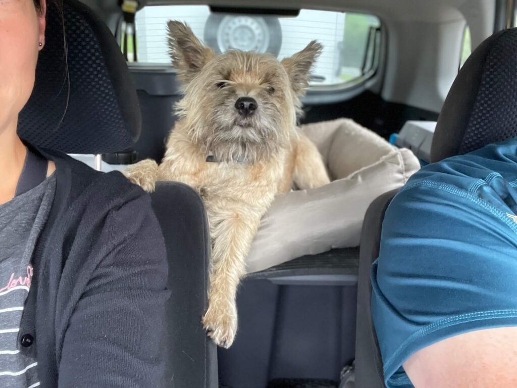 lange reistijden met de hond