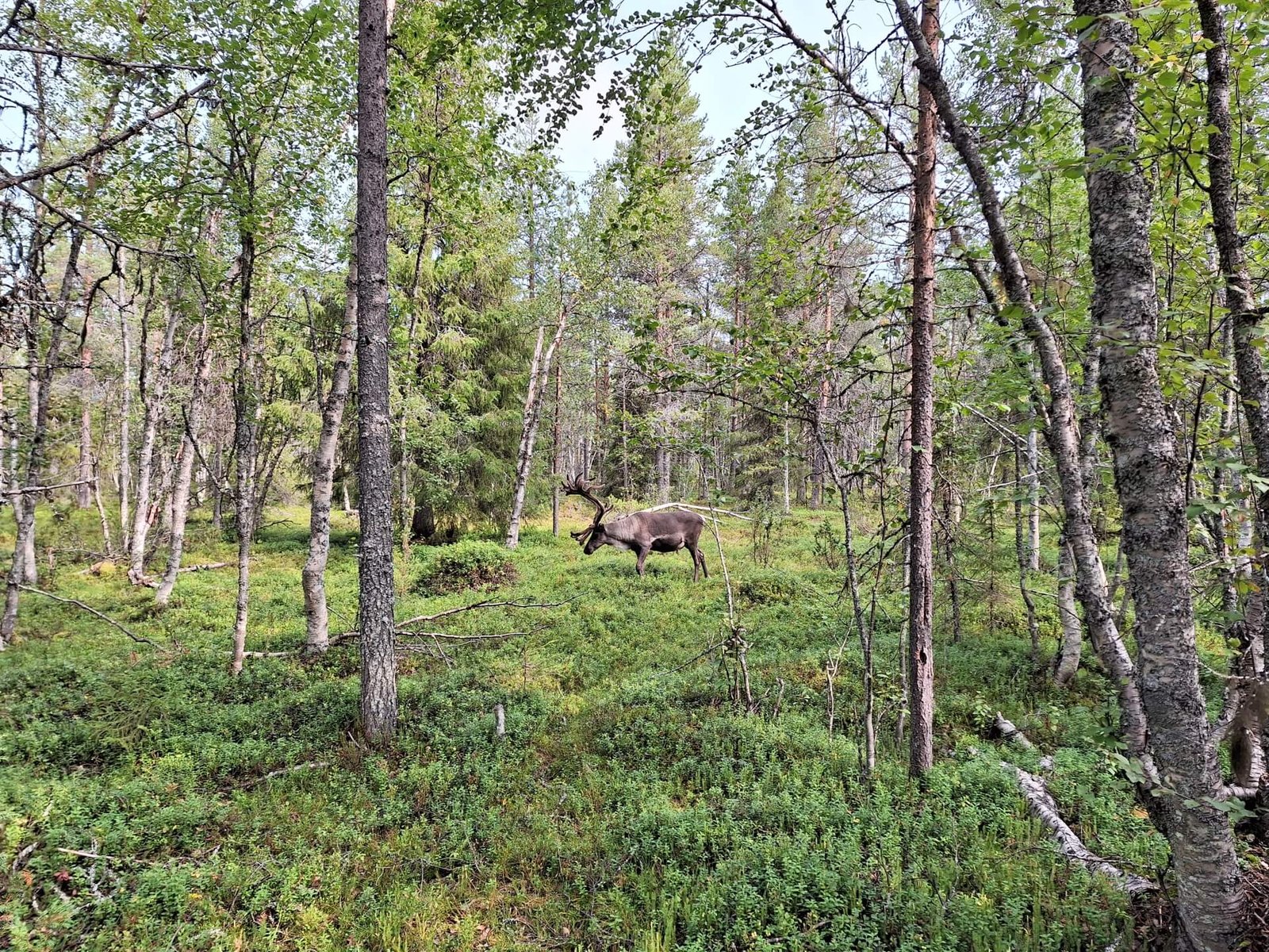 martijn besluipt rendier finland