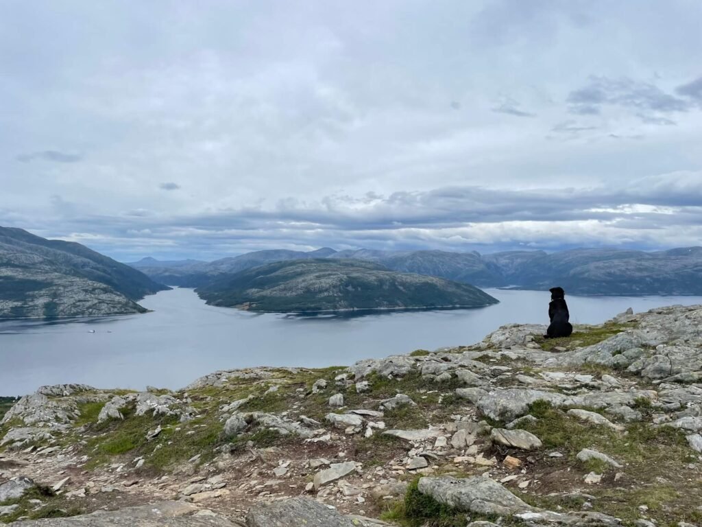 rottweiler op de uitkijk