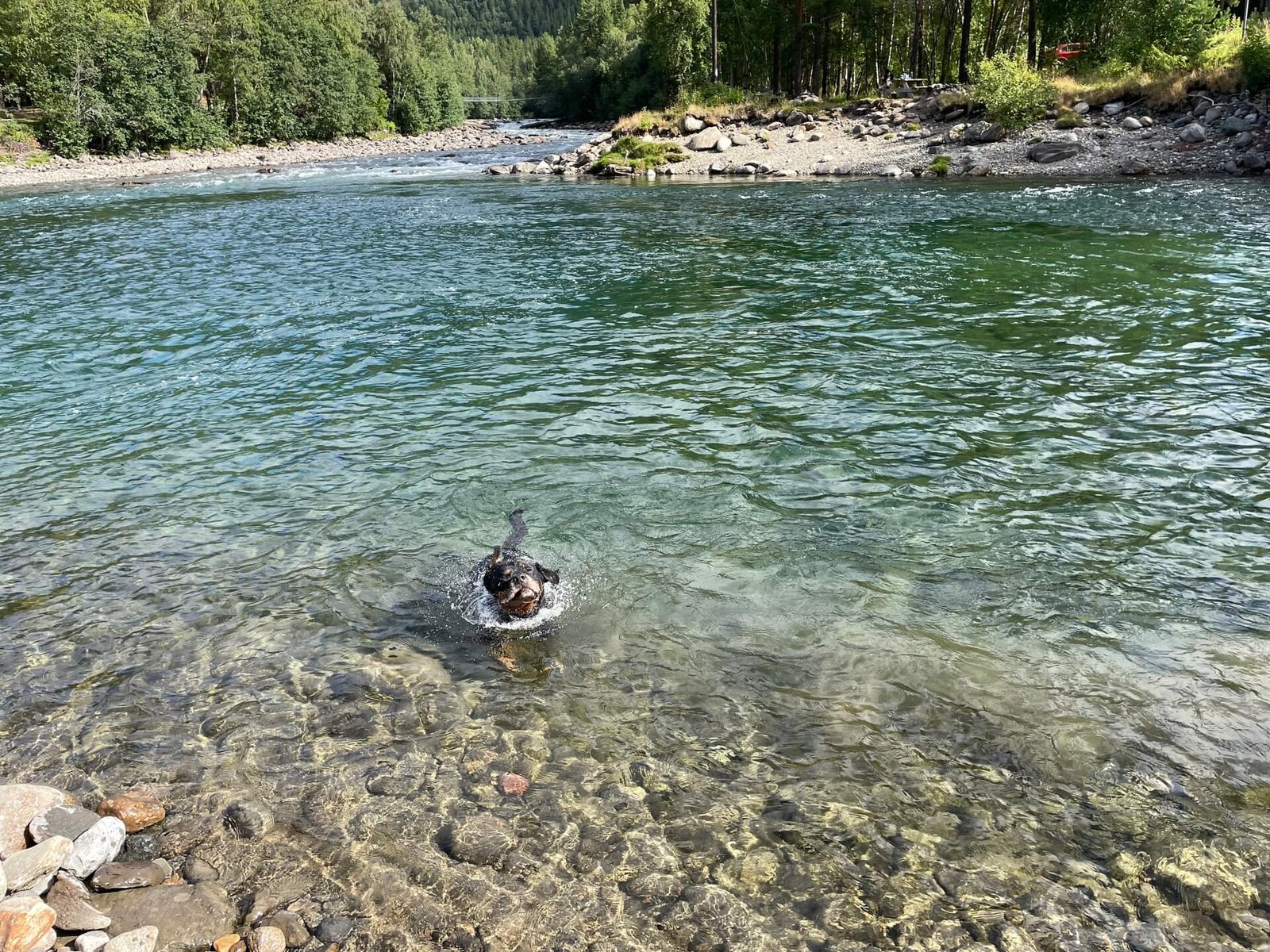 rottweiler zwemmen artic circle