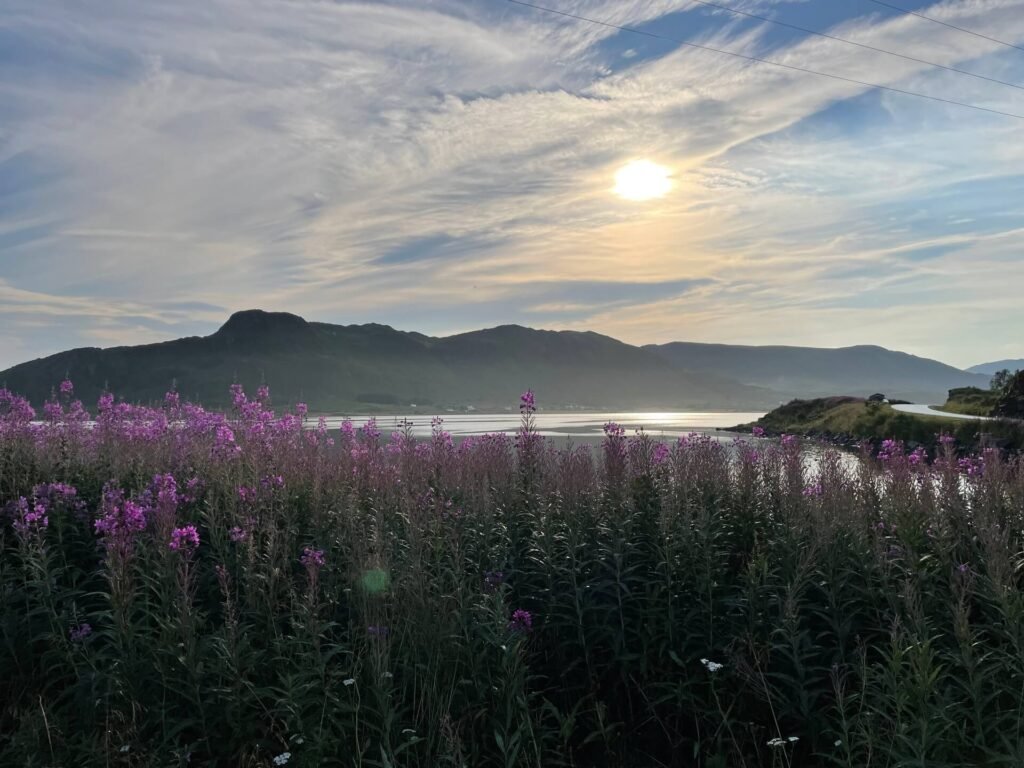 wildkampeerstek eggum lofoten