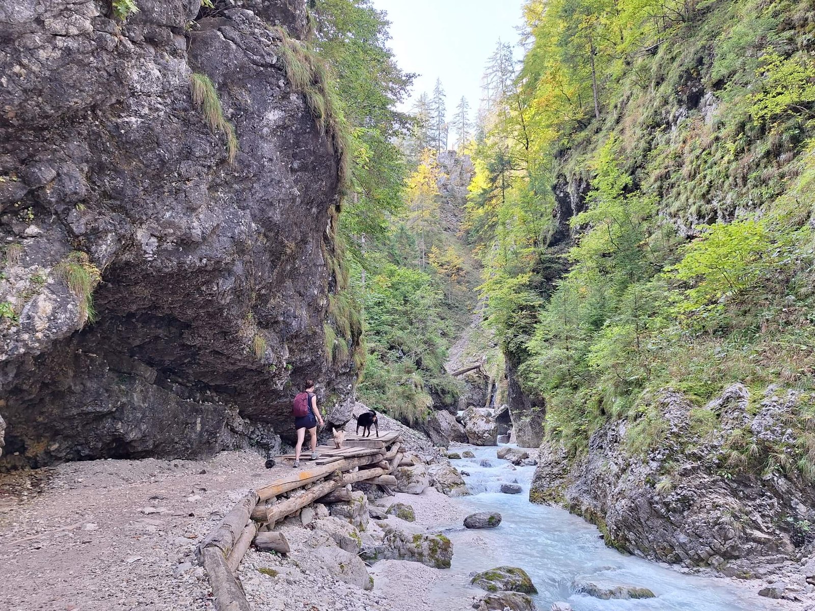 de roedel op pad gozd martuljek triglav