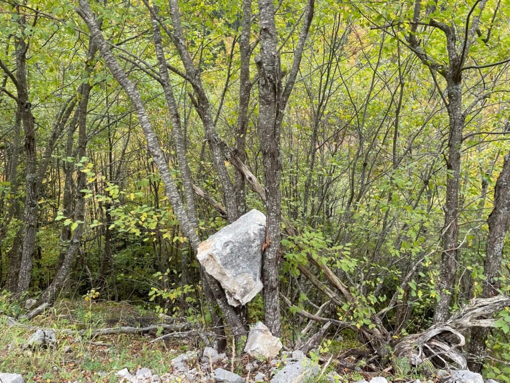 durmitor ring rots over weg in boom