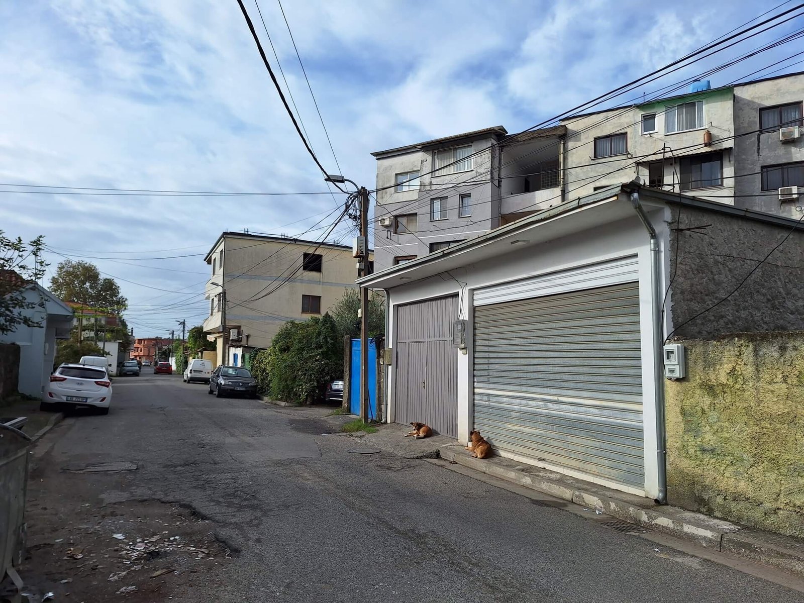 shkoder veel straathonden