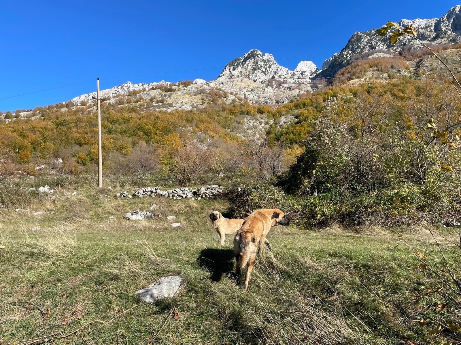 theth omgeving straathonden