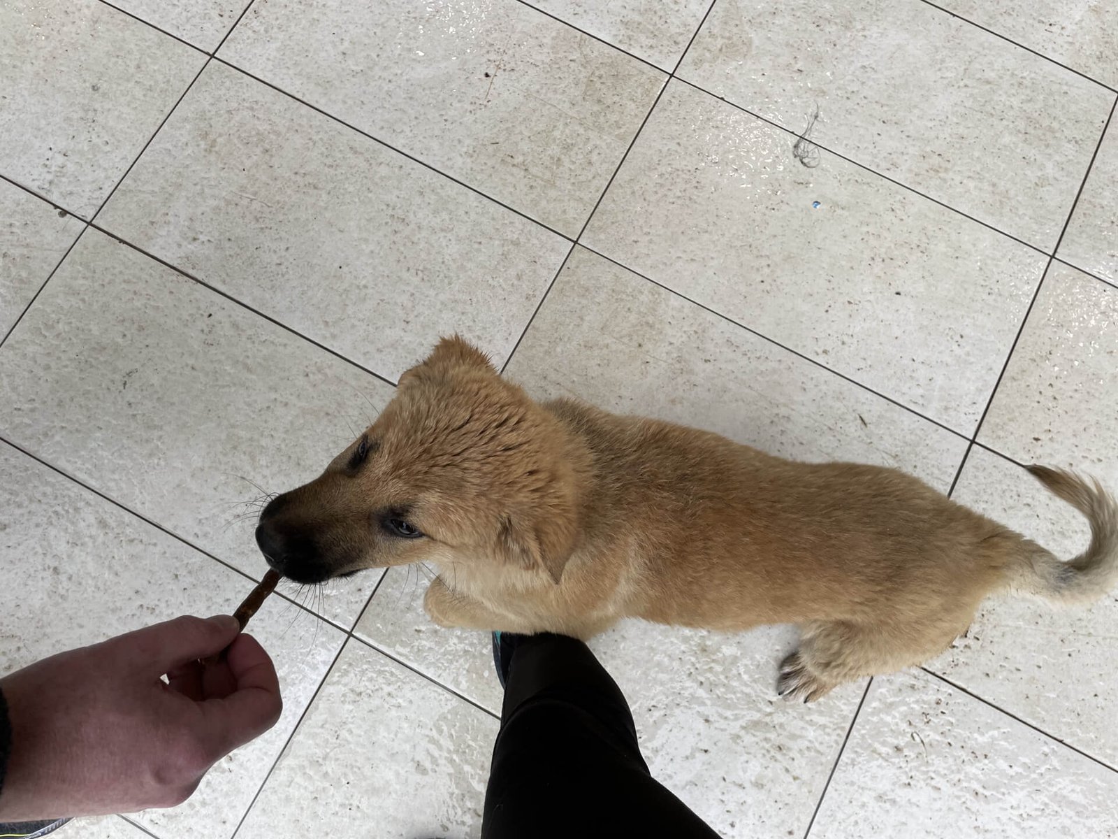 zabljak puppy supermarkt