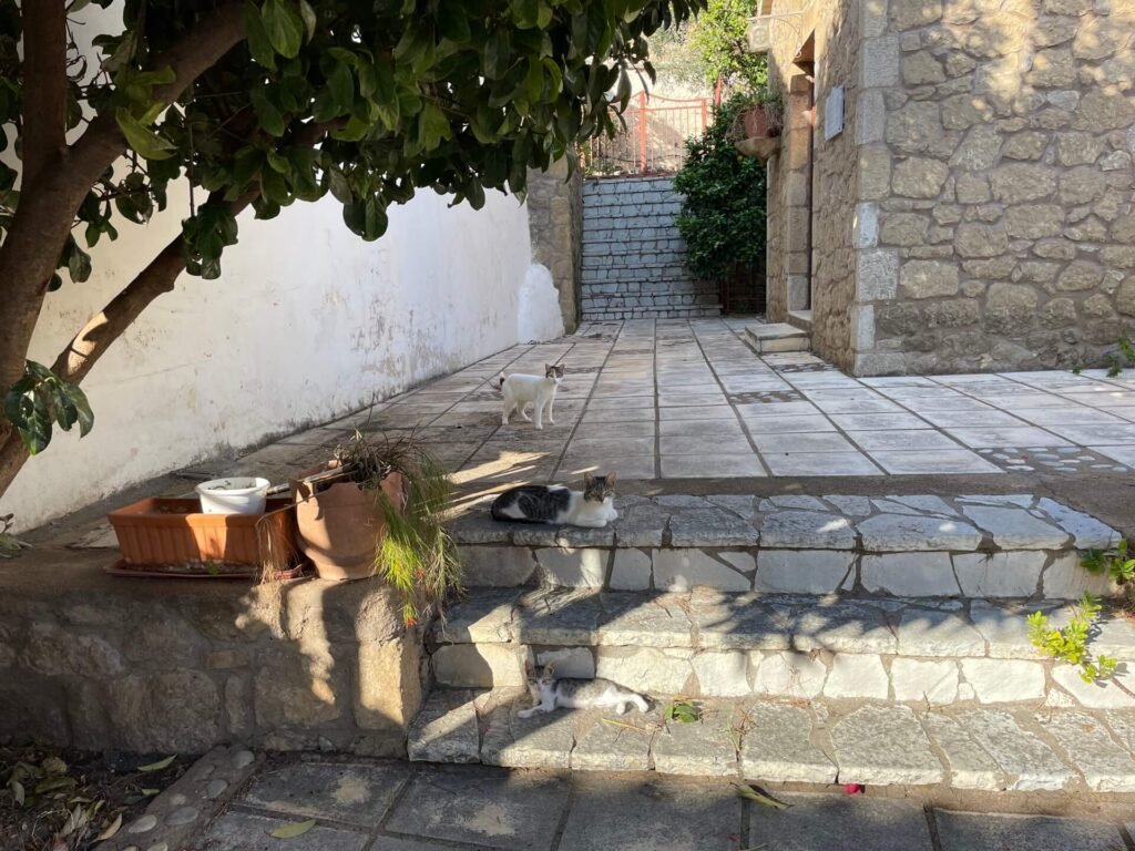 kalamata zwerfkatten