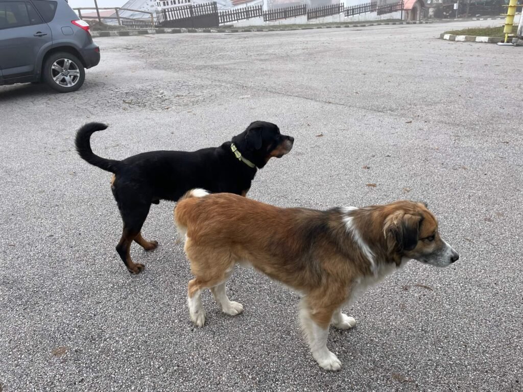 stob pyramids ruud maakt nog meer vrienden