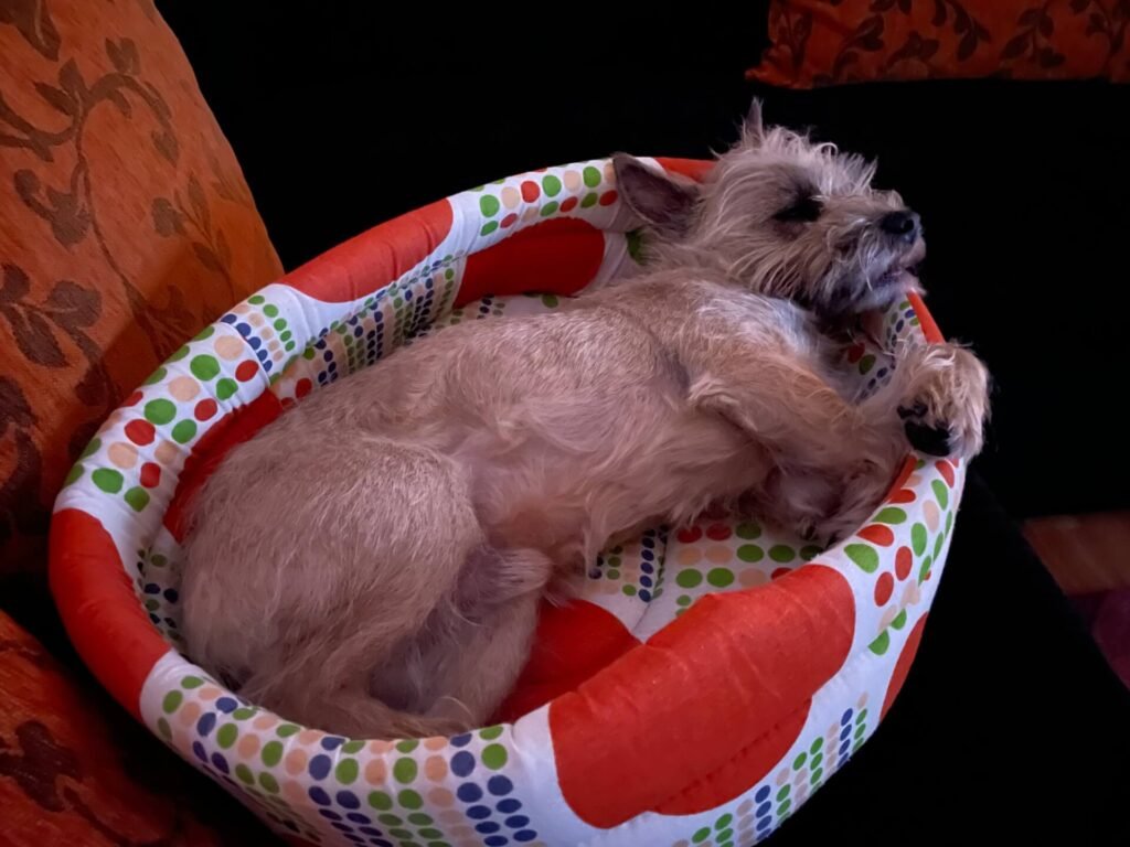 boekarest james chillen 2