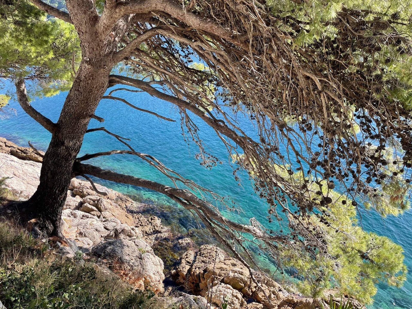 dubrovnik lapad tropisch