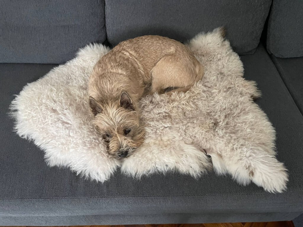 sibiu schapenvacht james