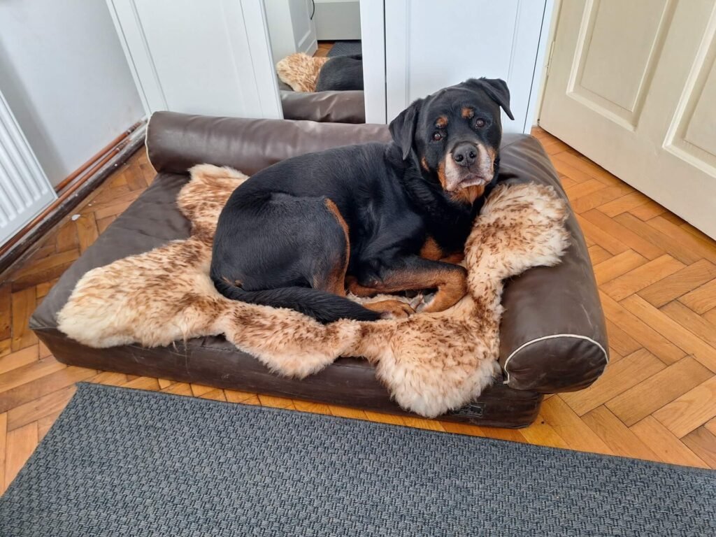 sibiu schapenvacht ruud