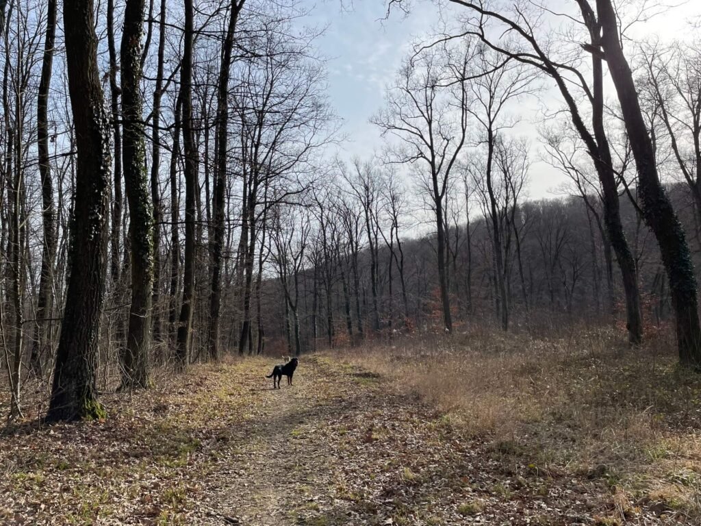 zalakaros boswinterwandelen