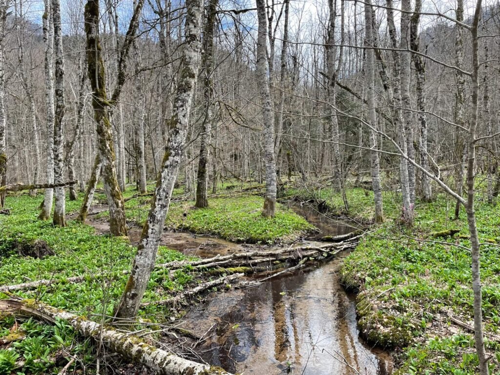 Biogradska Gora rainforest