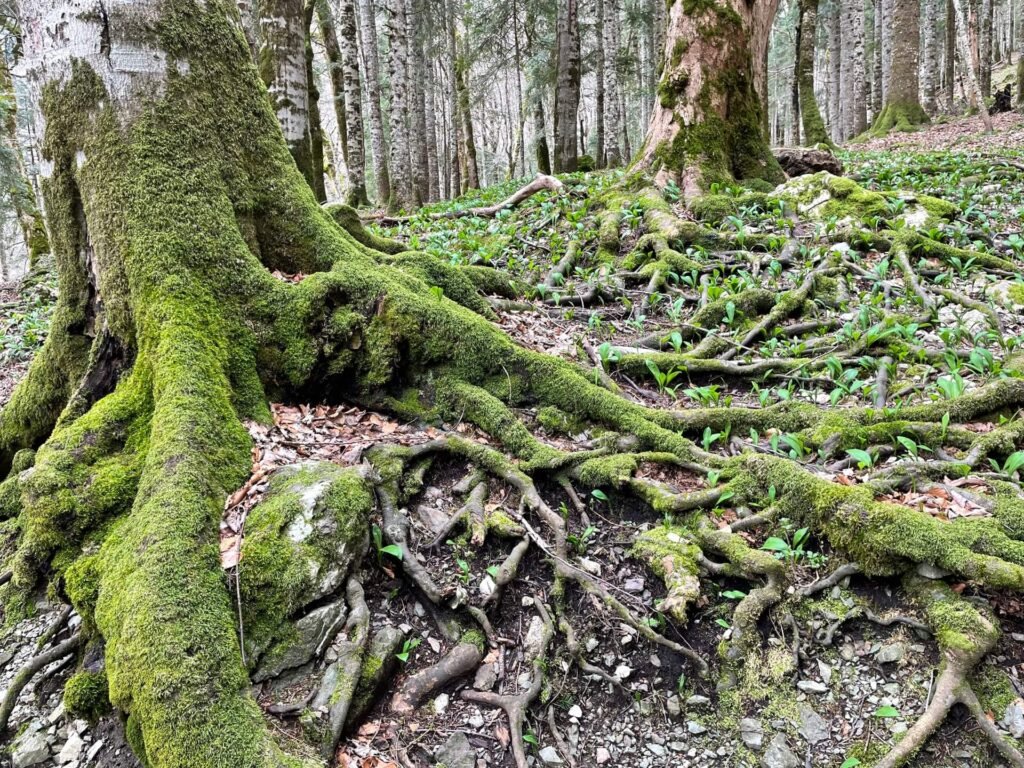 Biogradska Gora regenwoud