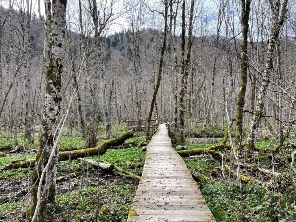 Biogradska Gora winterwandelen