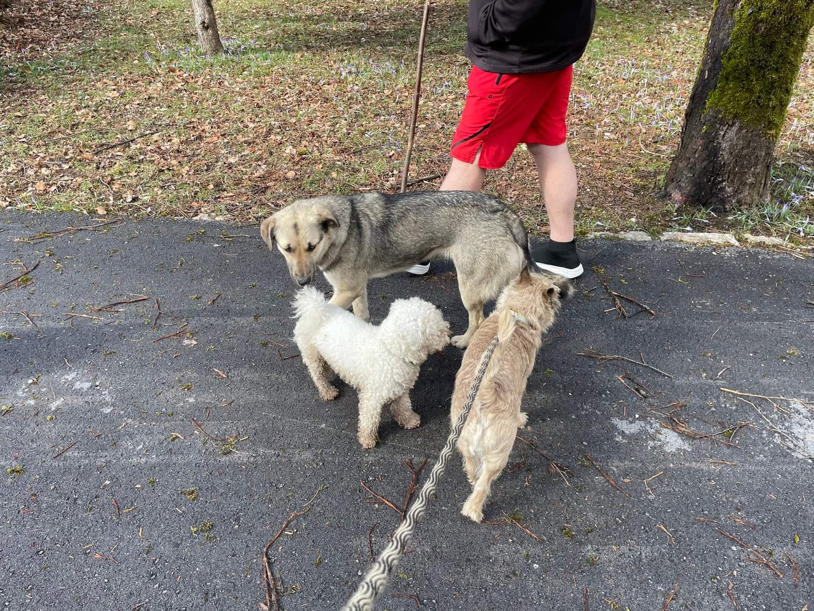 Cetinje park meeting