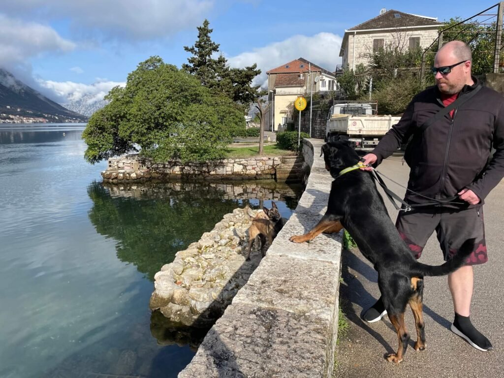 kotor dan zit er opeens een hond