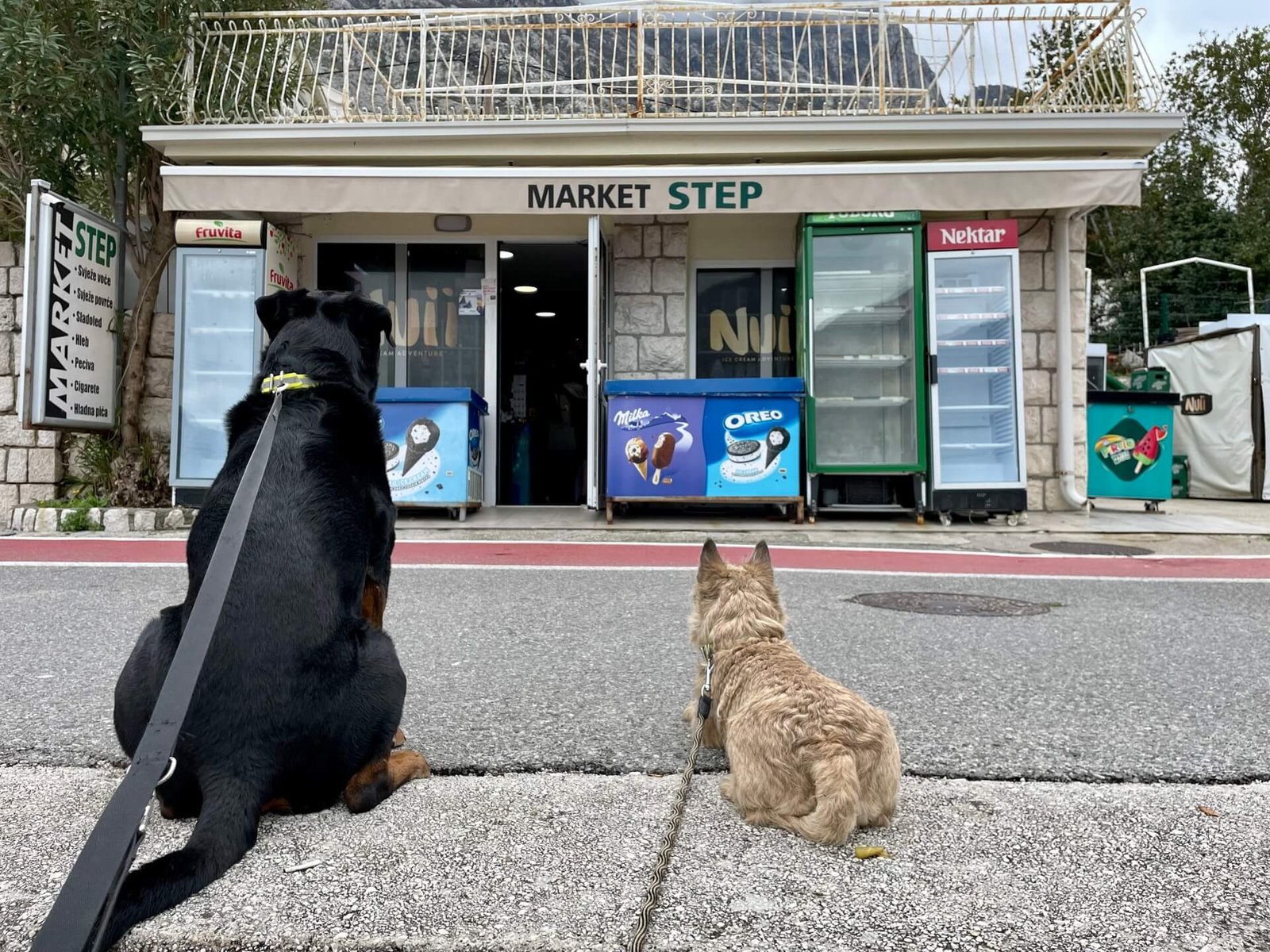 kotor honden geduldig