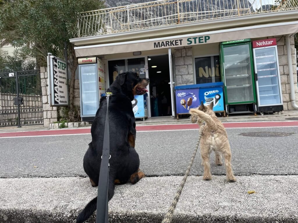 kotor honden wachten af