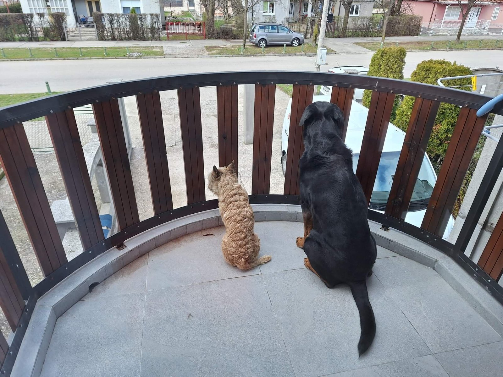 niksic uitkijken over straat