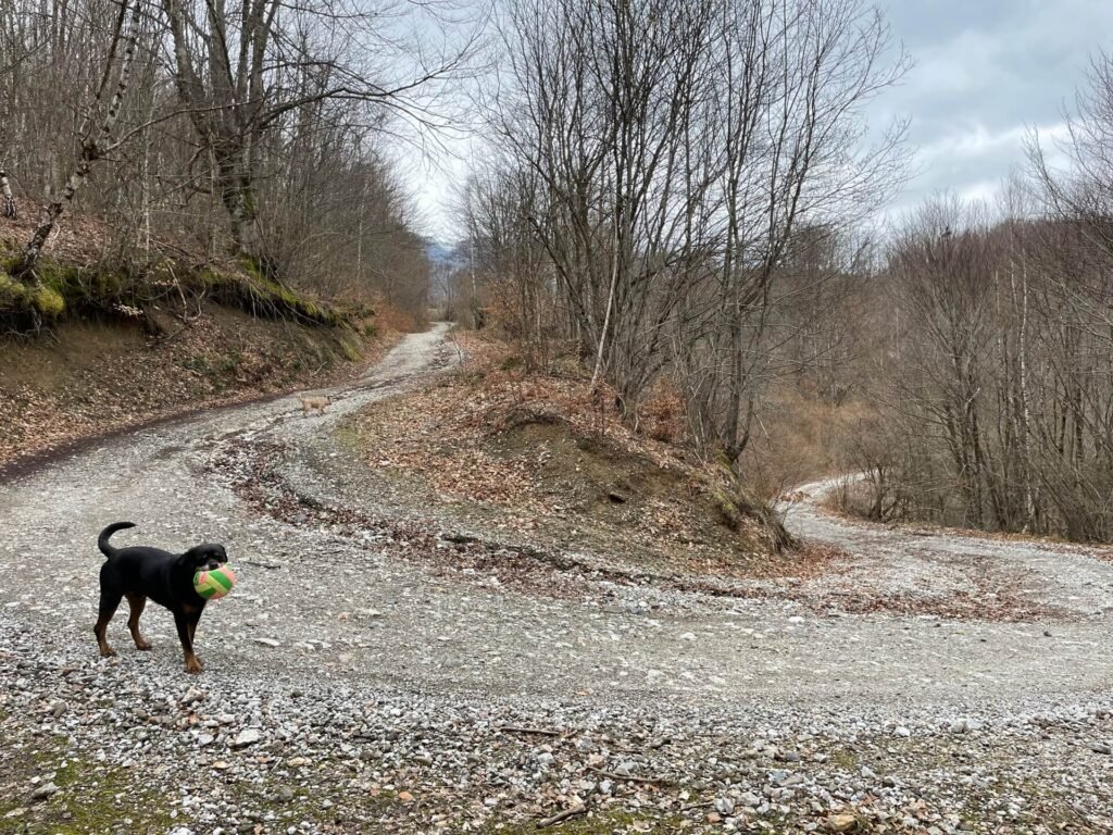 Polja boswandeling Ruud