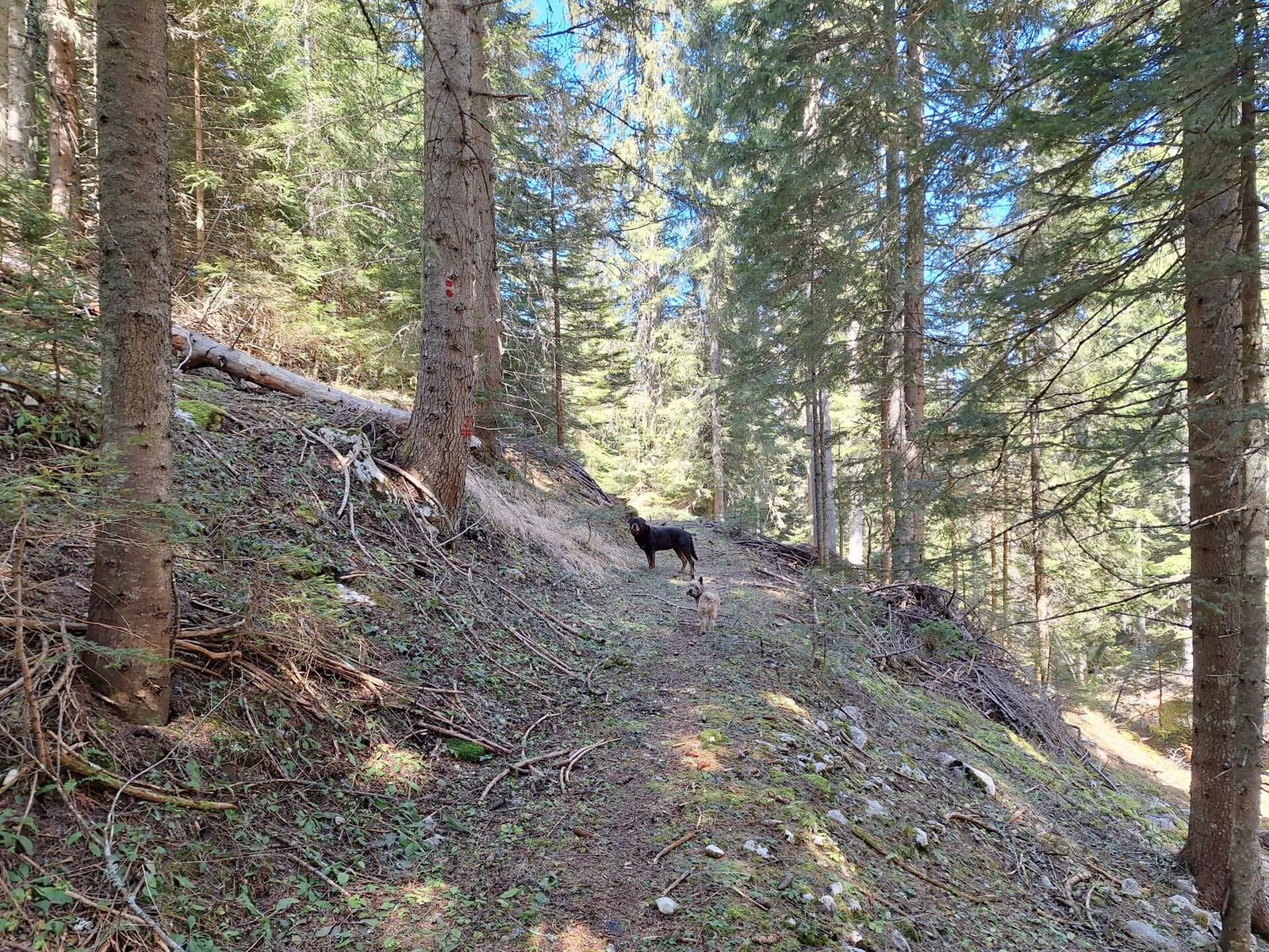 Durmitor Tarakloofwandeling woud
