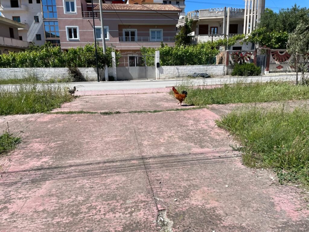 durres kippen op straat