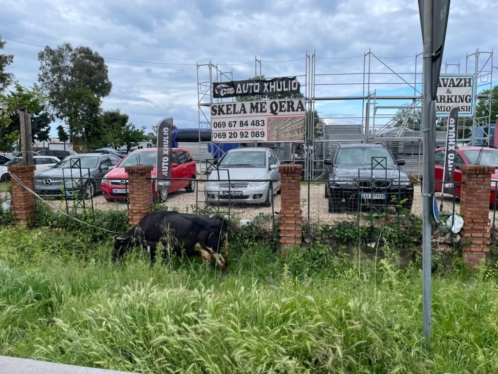 durres koe in de berm