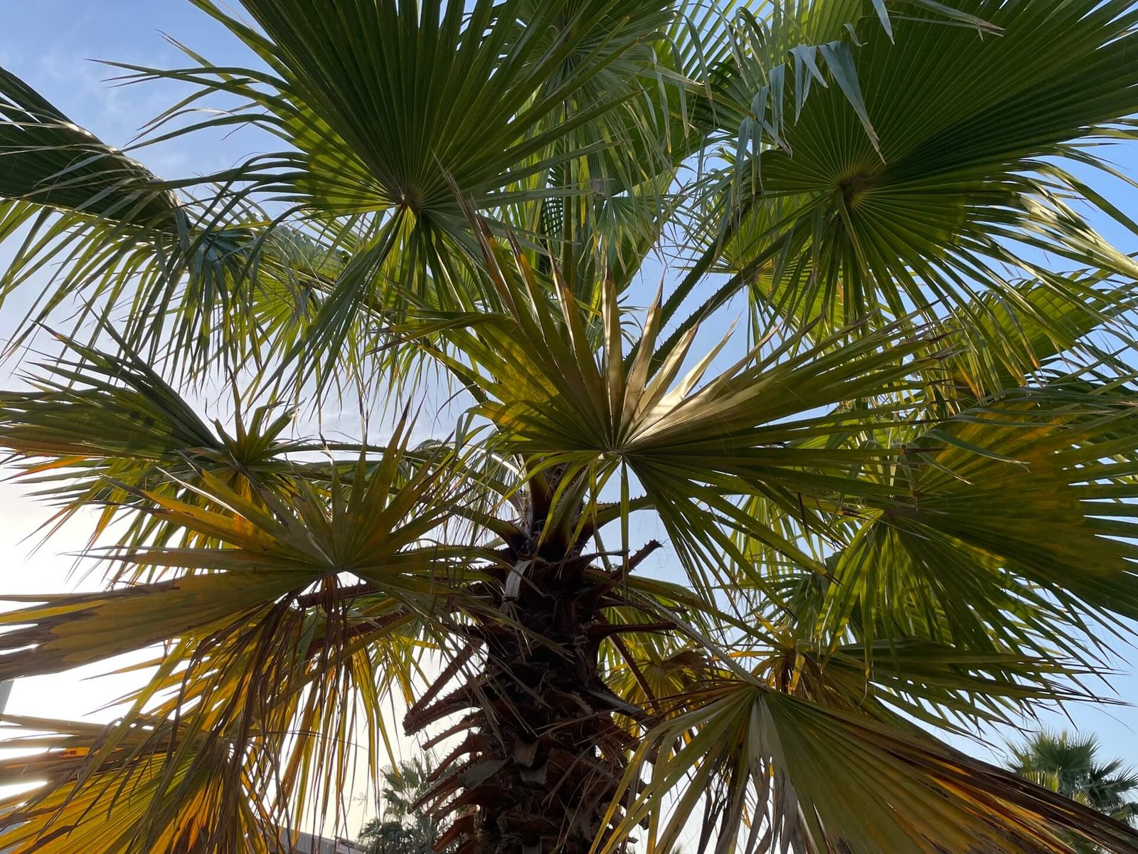 mazara del vallo palmboom