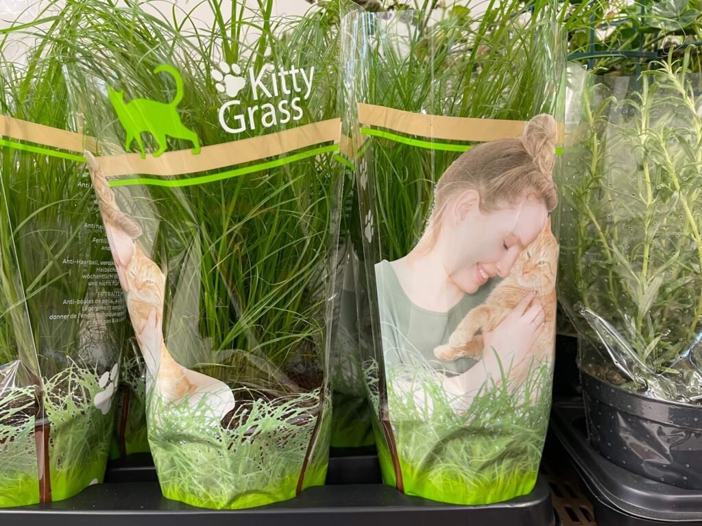 sardinie kitty kattengras