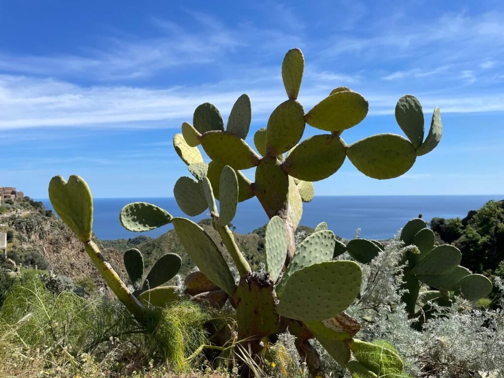 sicilie cactus hartje