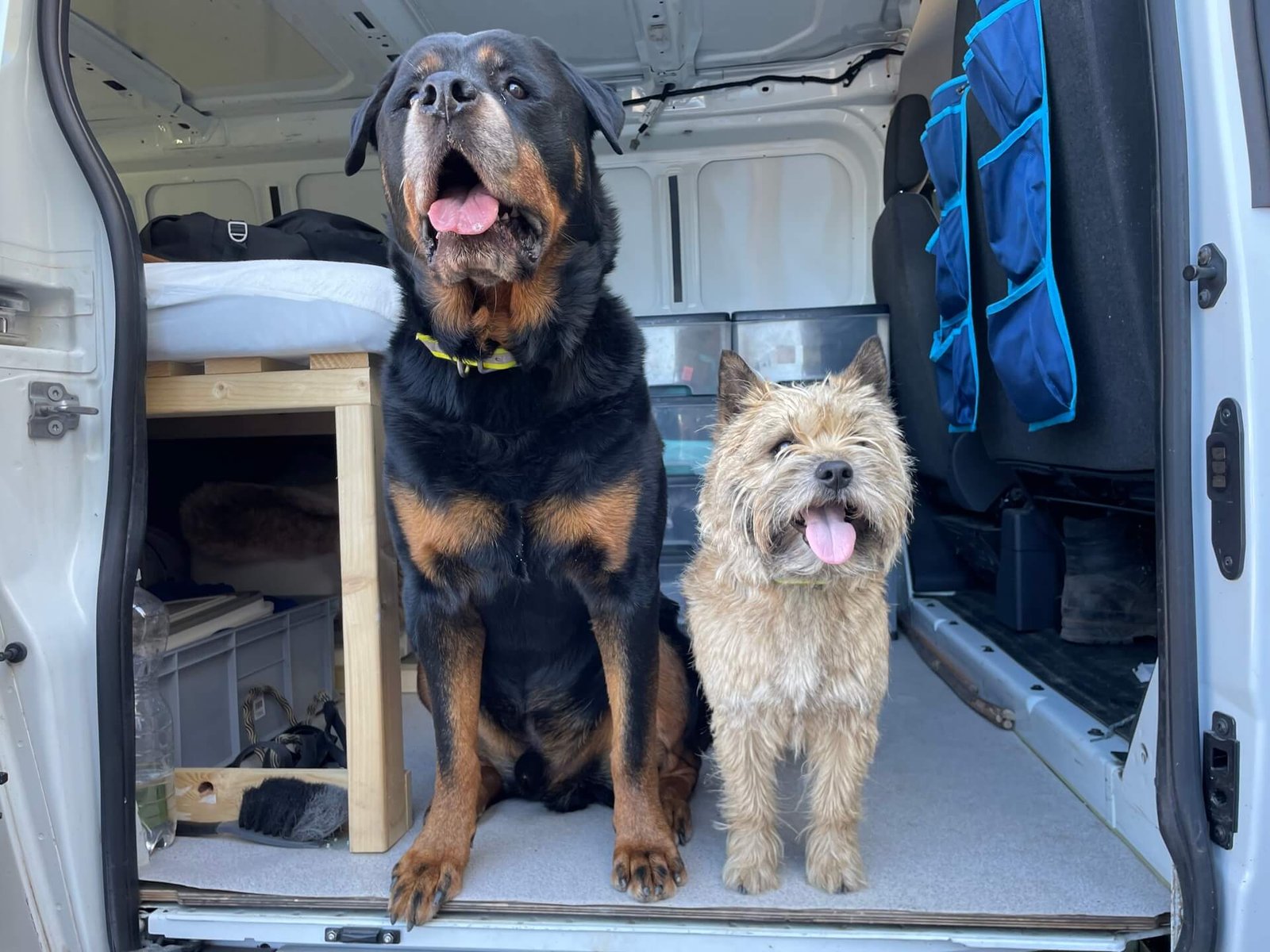 sicilie honden onderweg