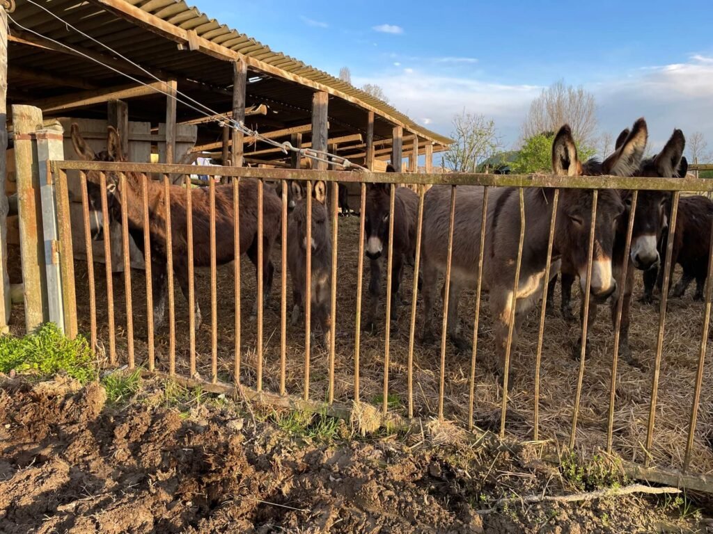 Venetië Agriturismo La Chioccia ezels