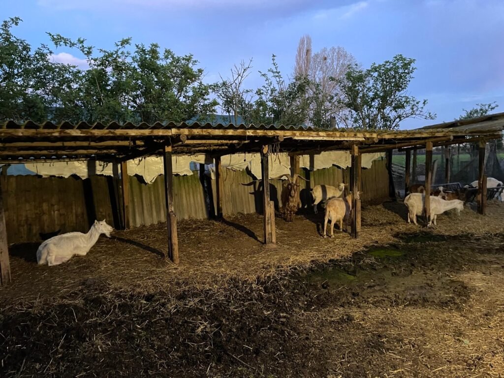 Venetië Agriturismo La Chioccia geiten