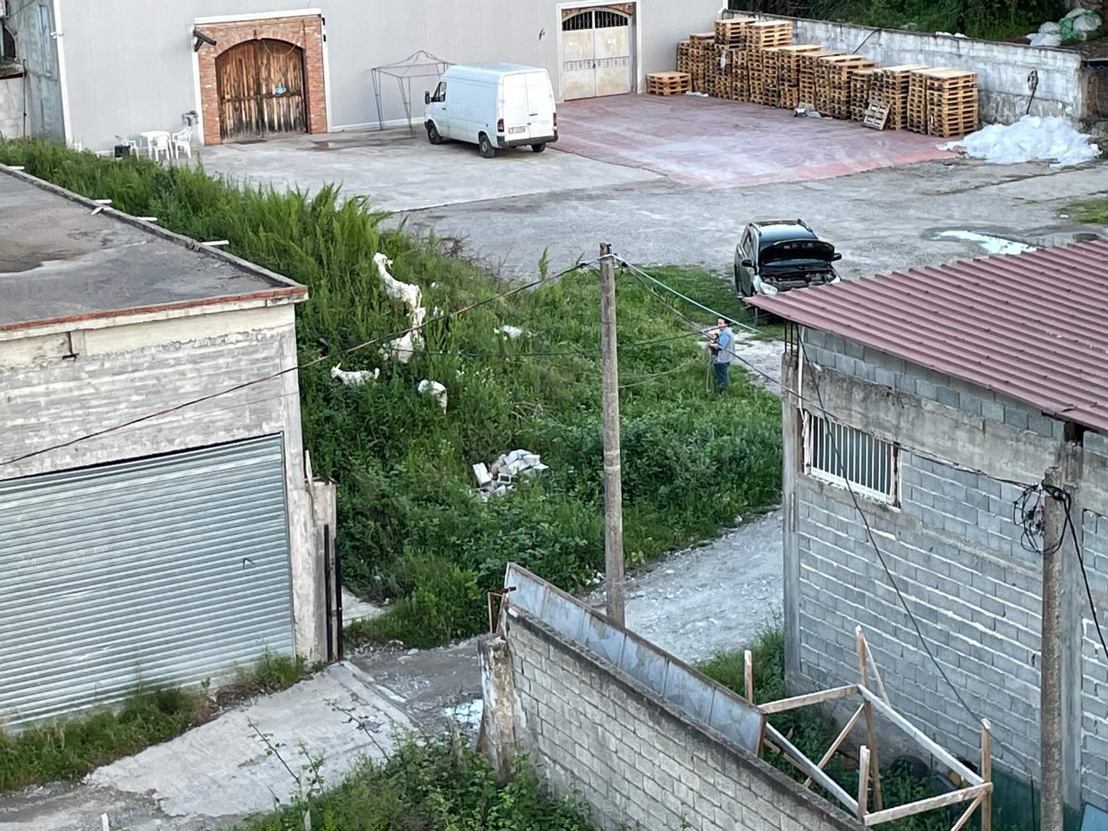 Kashar geiten uitlaten