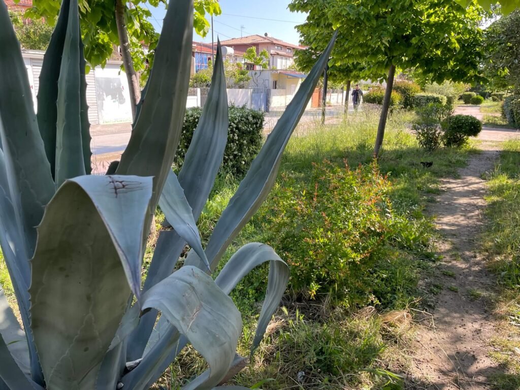 durres wandelen agave