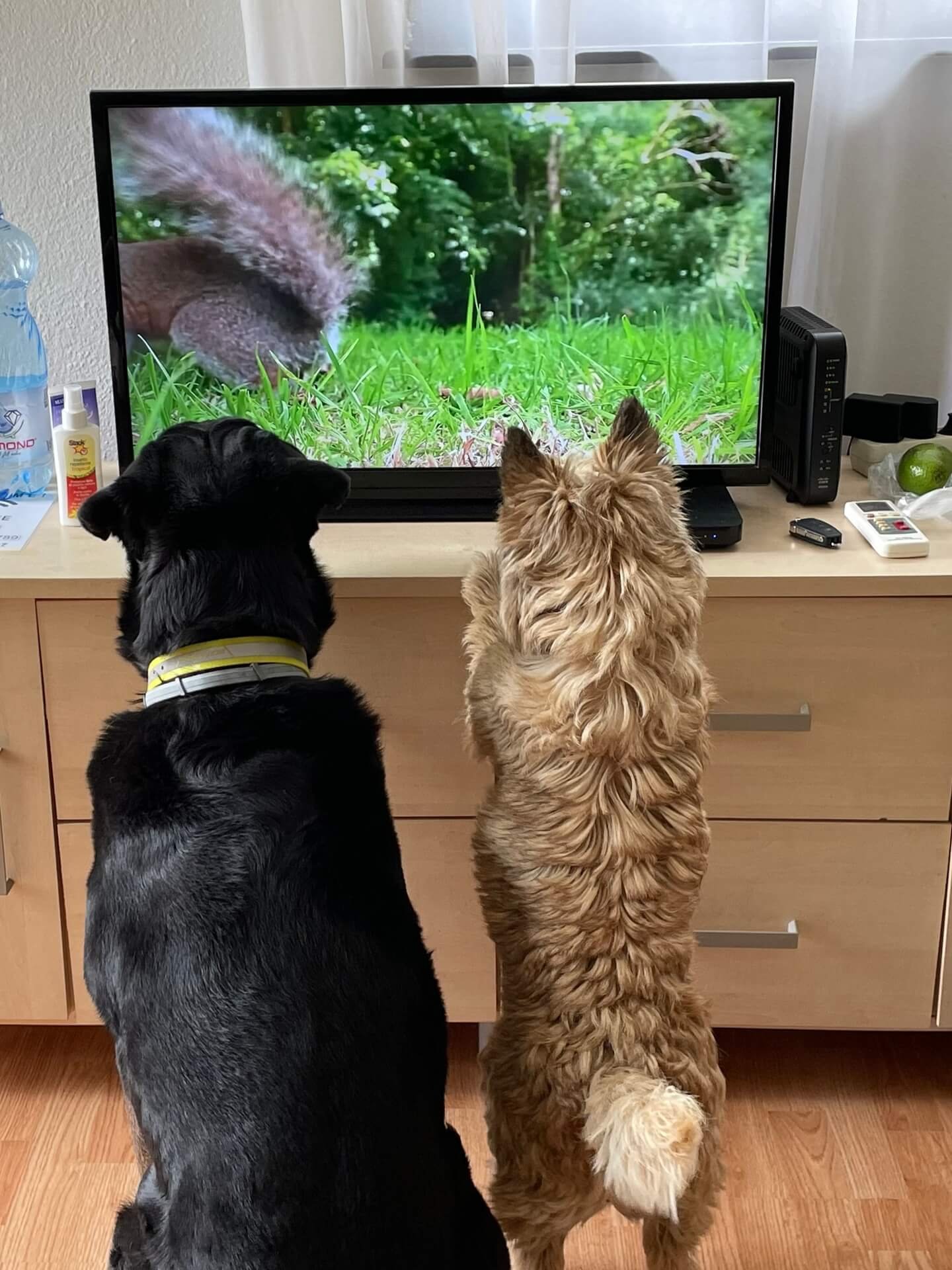 honden kijken tv