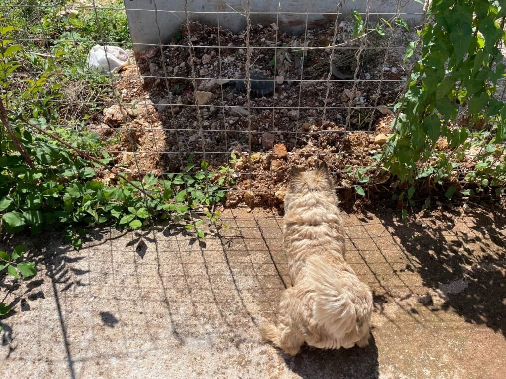 Ksamil schildpad James